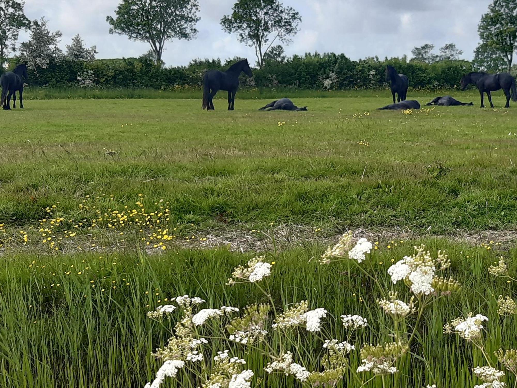 Wetterwillefriesland Wommels Esterno foto